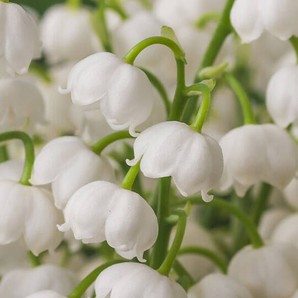 NYX Professional Makeup Fat Oil Body Oil in Juicy Boo scent middle notes are of white lily of the valley flowers symbolizing middle notes of petit grain, lily of the valley, and fresh juniper.